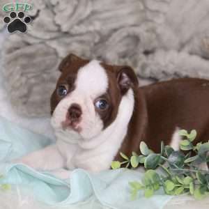 Blossom, Boston Terrier Puppy